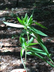 Dichanthelium ravenelii