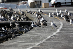 Larus michahellis atlantis