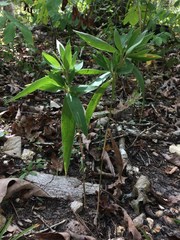 Dichanthelium ravenelii