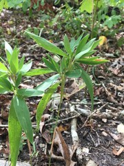 Dichanthelium ravenelii