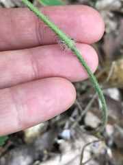 Dichanthelium ravenelii