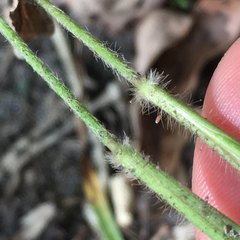 Dichanthelium ravenelii