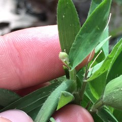 Dichanthelium ravenelii