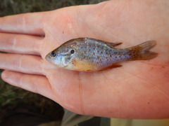 Lepomis humilis