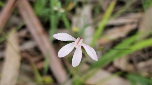 white fingers (Caladenia prolata)