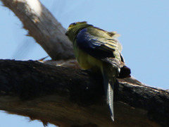 Neophema chrysostoma