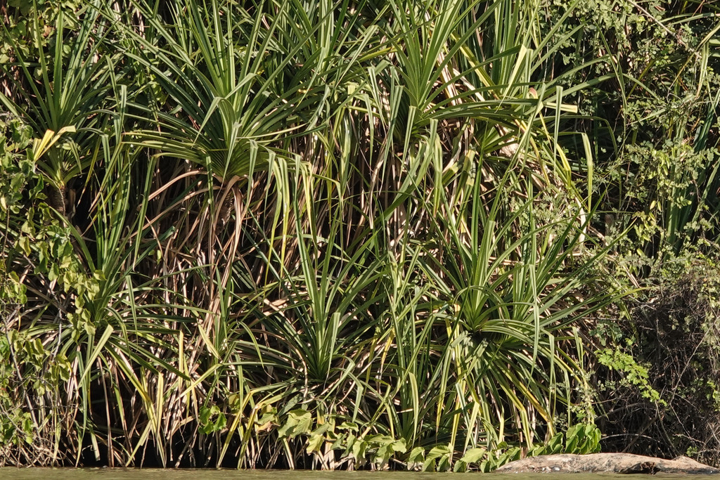 Pandanus candelabrum