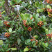 Azores Holly - Photo (c) Martin Grimm, some rights reserved (CC BY-NC), uploaded by Martin Grimm
