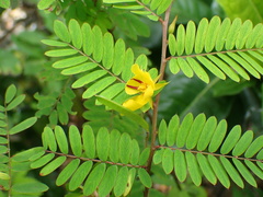Chamaecrista glandulosa