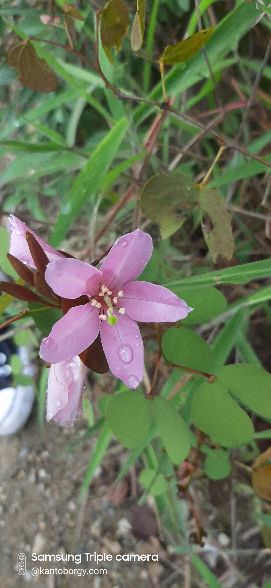 Bauhinia image