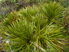 Aciphylla horrida