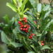 Azores Holly - Photo (c) Martin Grimm, some rights reserved (CC BY-NC), uploaded by Martin Grimm