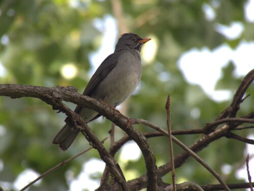 Blacksmith Thrush (Turdus subalaris), photo 6