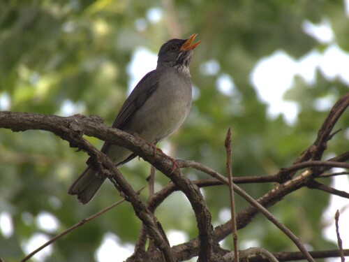 Blacksmith Thrush (Turdus subalaris)