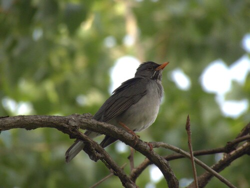Blacksmith Thrush (Turdus subalaris), photo 9
