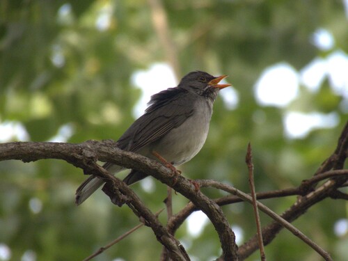 Blacksmith Thrush (Turdus subalaris), photo 10