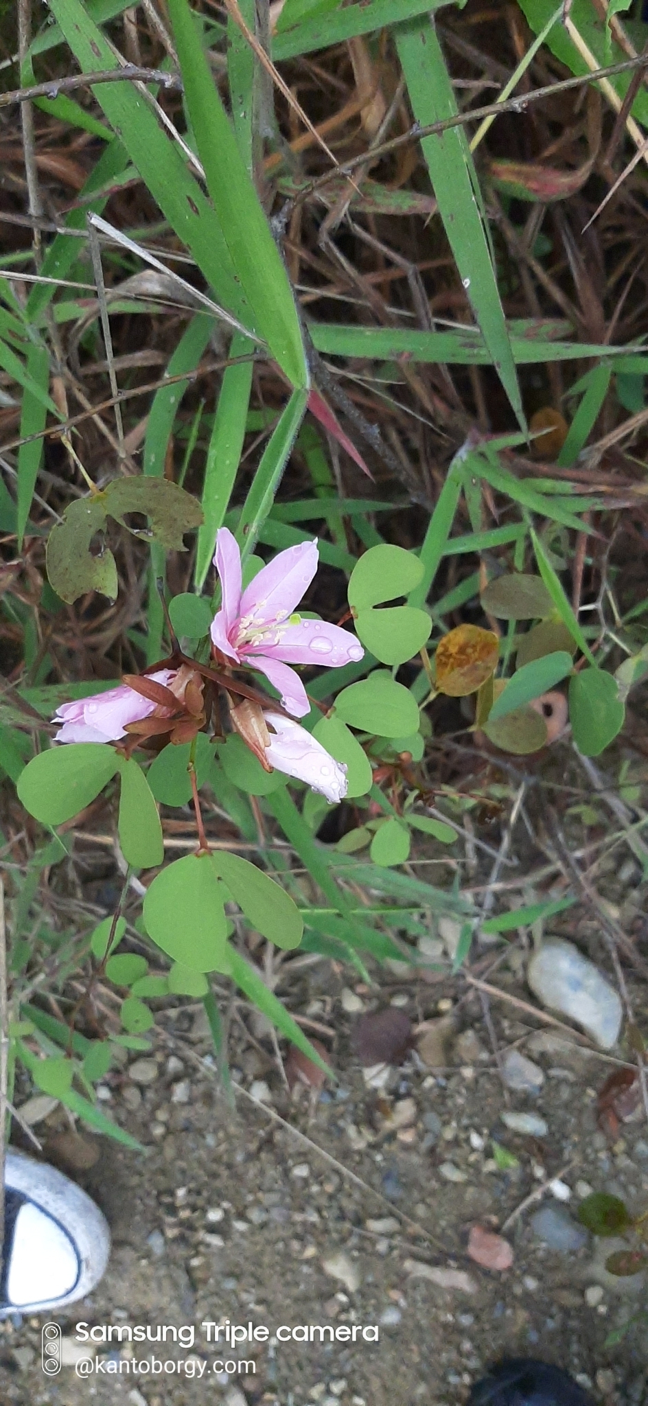 Bauhinia image