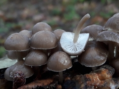 Mycena tintinnabulum