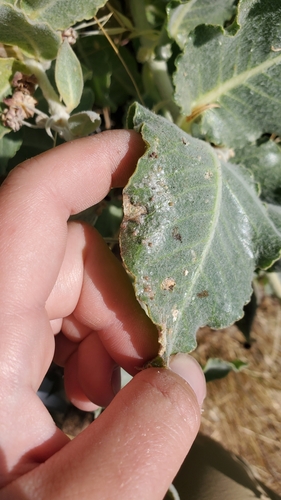 iNaturalist observation photo of Clio Tiger Moth