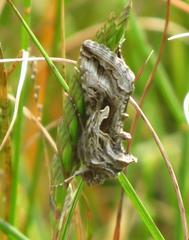 Cornutiplusia circumflexa