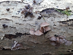 Mycena tintinnabulum