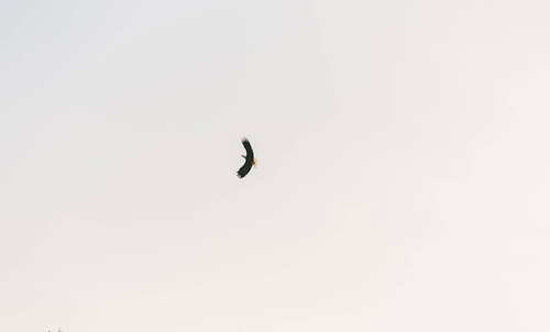Bald Eagle