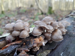 Mycena tintinnabulum