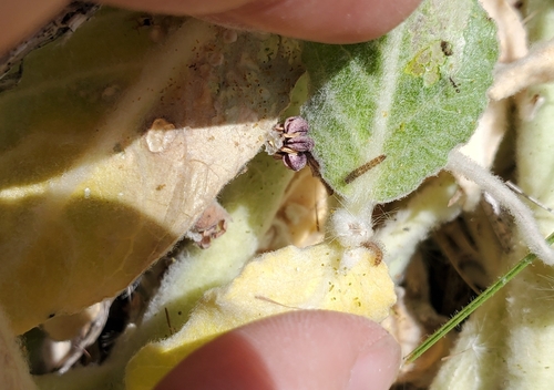 iNaturalist observation photo of Clio Tiger Moth