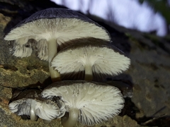 Mycena tintinnabulum