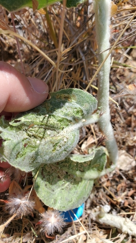 iNaturalist observation photo of Clio Tiger Moth