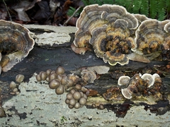 Mycena tintinnabulum