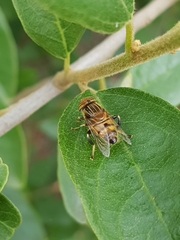 Eristalinus quinquelineatus
