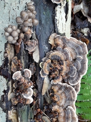 Mycena tintinnabulum