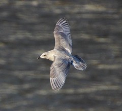 Larus glaucoides kumlieni