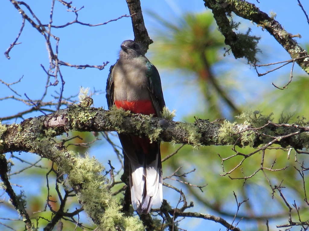 Eared Quetzal