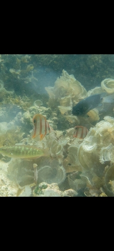 Chelmon rostratus
