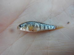 Cyprinodon rubrofluviatilis