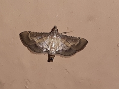 Cnaphalocrocis trebiusalis