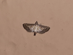 Cnaphalocrocis trebiusalis