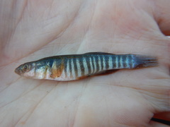 Fundulus zebrinus