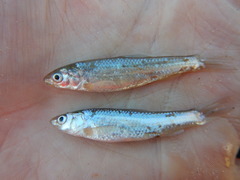 Hybognathus placitus