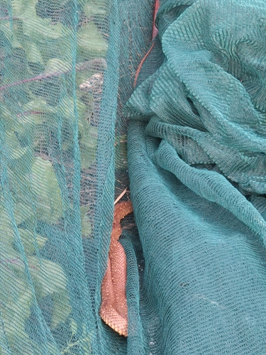 Eastern Brown Snake sighting