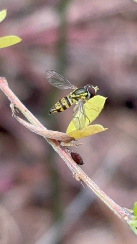 Unknown species found near Friar Tuck Rd, Fayetteville, GA, US