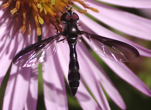 Unknown species found near Airlie, Wilmington, NC 28403, USA