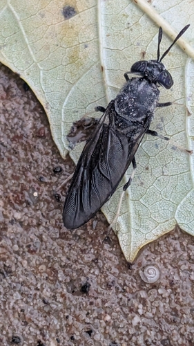 Unknown species found near Delaware Township, NJ, USA