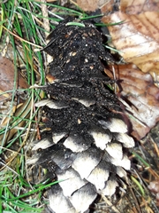 Pucciniastrum areolatum