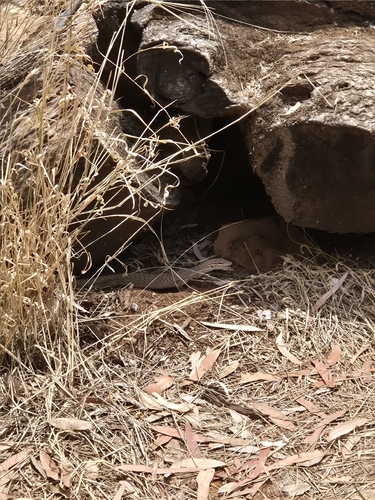 Freckled Monitor