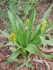 Hypoxis galpinii