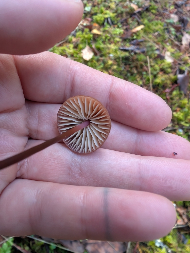 Marasmius plicatulus · October 2025 · photo: © simonele (iNaturalist, cc-by)