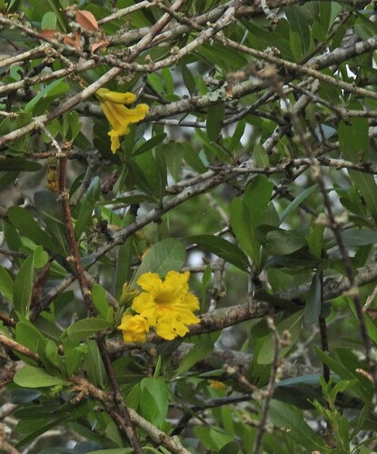 Tabebuia nodosa, photograph 3